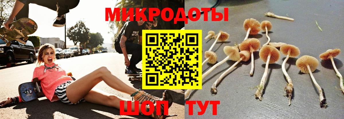 Псилоцибиновые грибы Cubensis Мурино